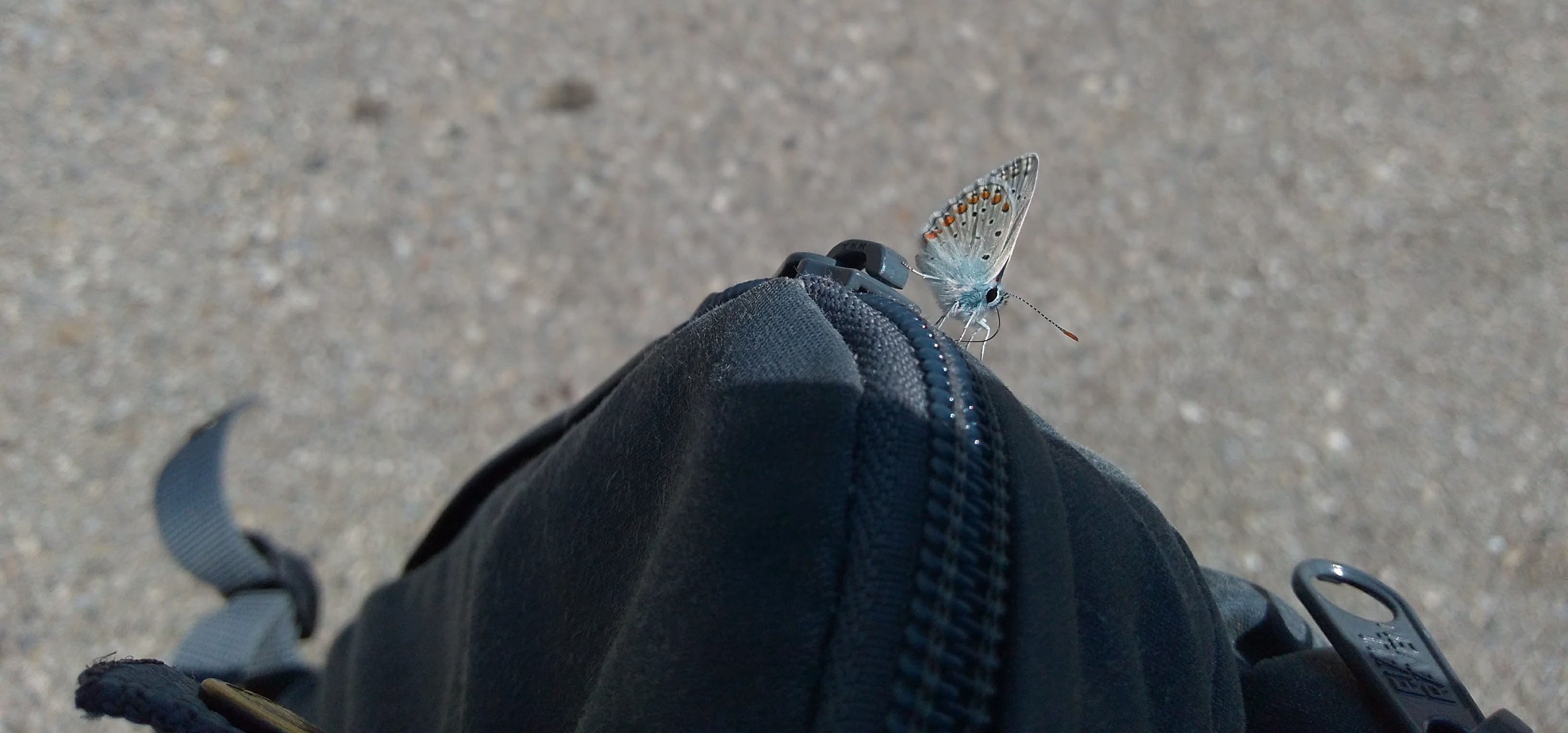 grenze schmetterling pause