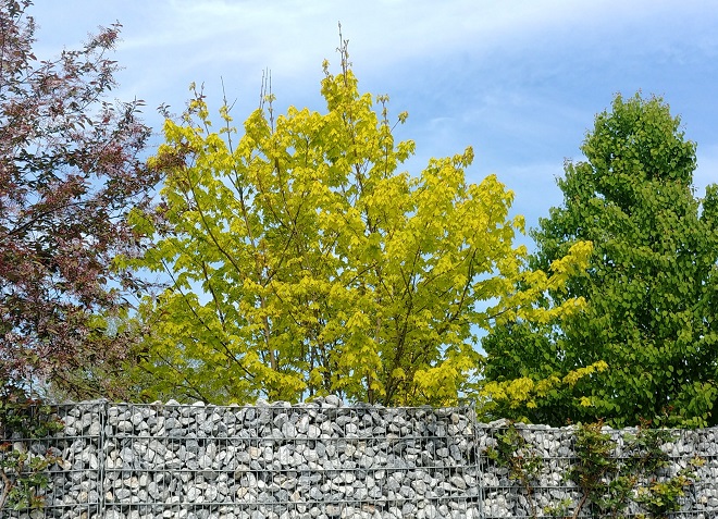 drei bäume, rot, hellgrün, dunkelgrün, steinmauer, gartenplanung, gartengestaltung, baum, hofbaum